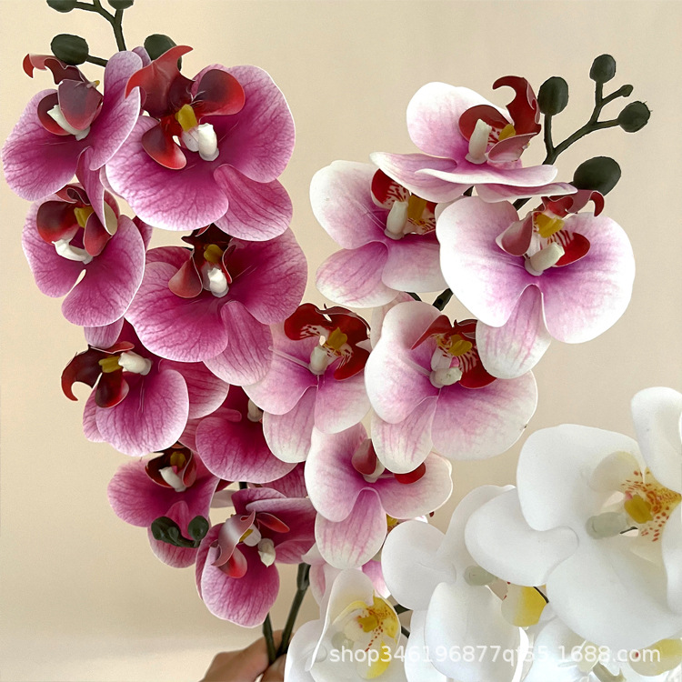 3D Printing Ai - 5Pc Folia z nadrukiem 3D Phalaenopsis